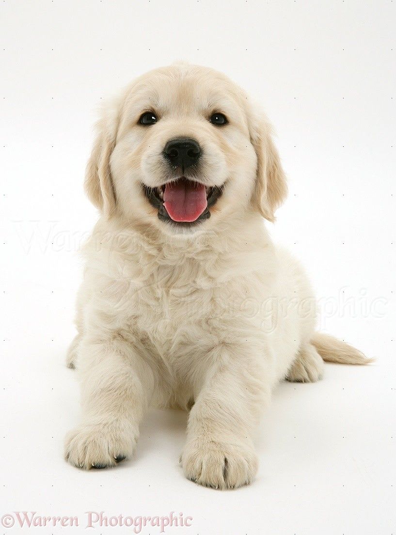 Dog: Golden Retriever puppy