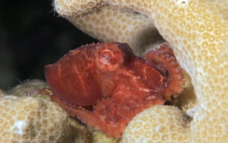 Octopus ‘Teachers’ Demonstrate They Feel Emotional Pain