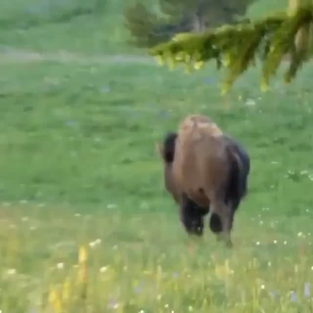 Herd of Horses encounter a wandering Bison