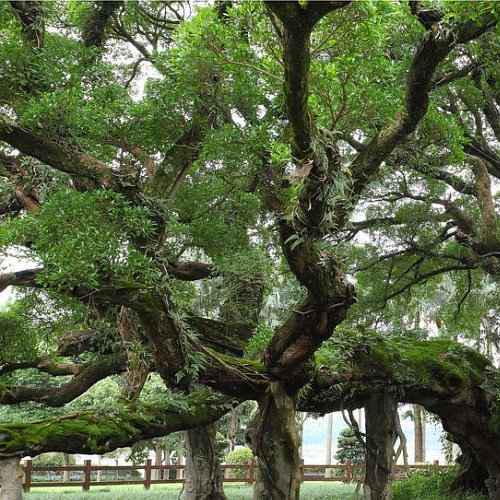 Genus Ficus (Ficus L.): Classification, Description and Uses