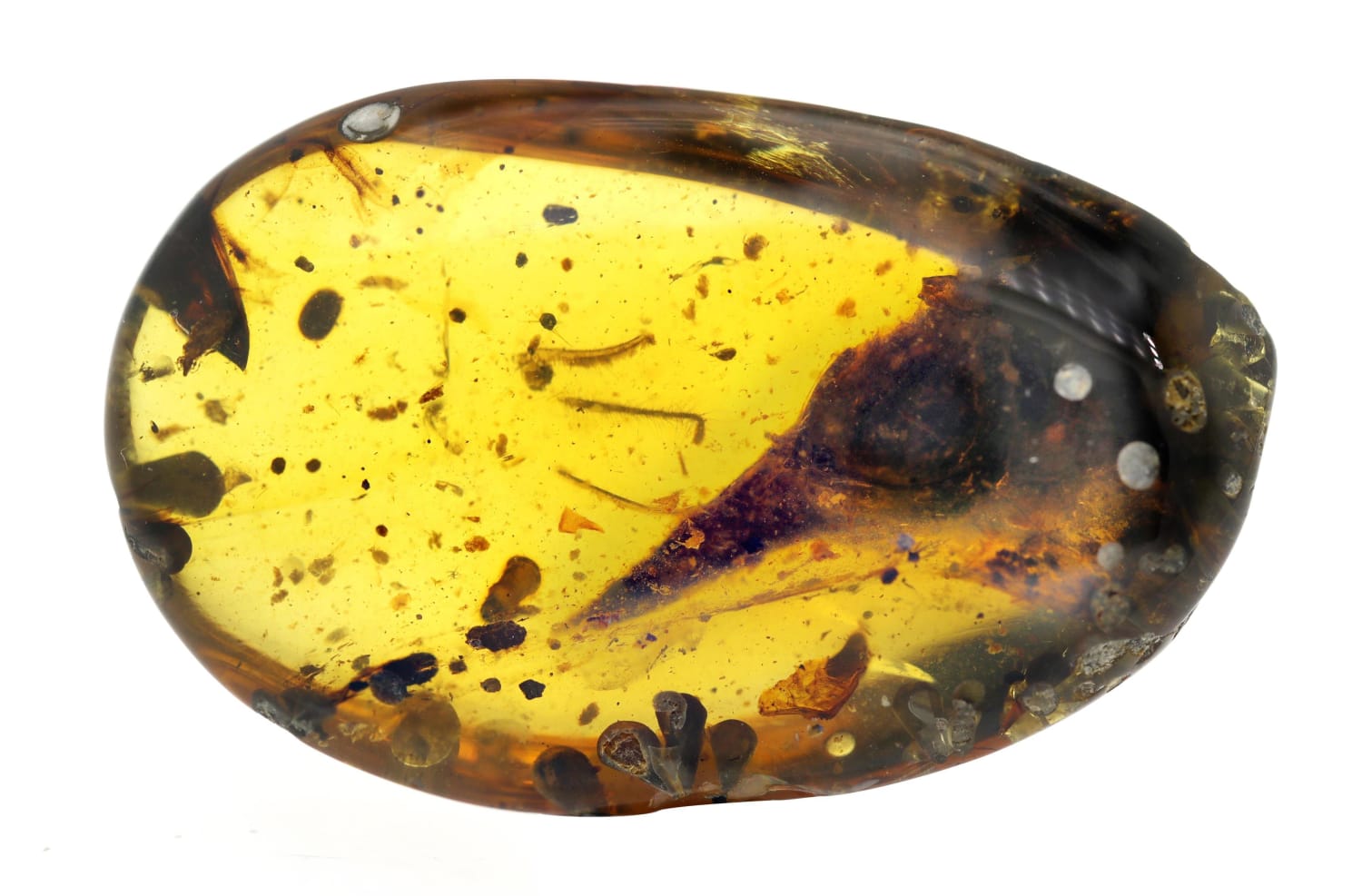 We’re posting preserved bird heads? This is a 99-million-year-old bird-like dinosaur preserved in amber