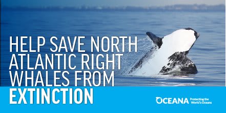 The U.S. must do more to protect the RightWhaleToSave, which could go extinct. Reps from U.S., Mexico & Canada @EPAMichaelRegan, @Mary_Luisa_AG, @s_guilbeault can hold the U.S. accountable by voting YES to investigate U.S. failures.