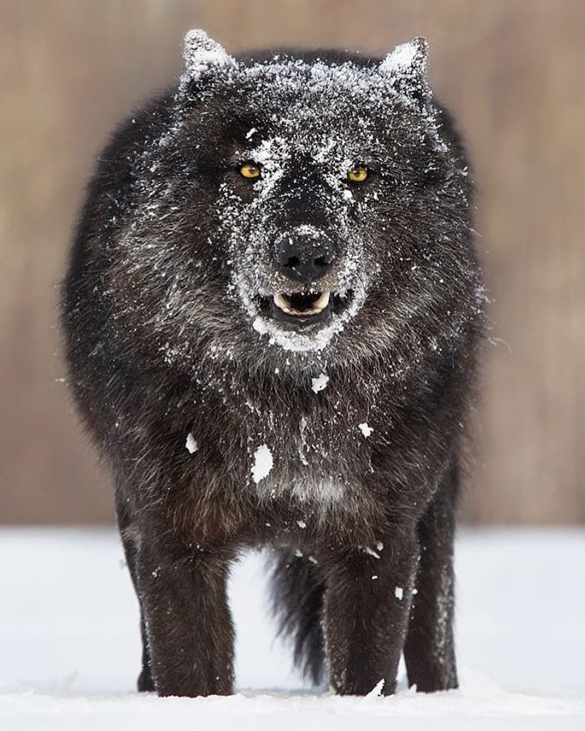 An absolute unit of a black wolf in the snow