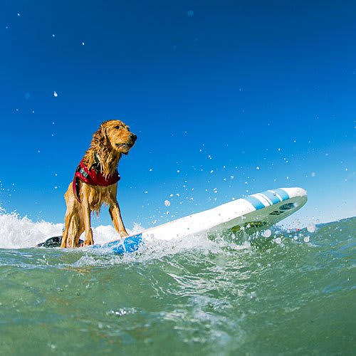 21 Dog-Friendly Vacations for You and Your Pup: