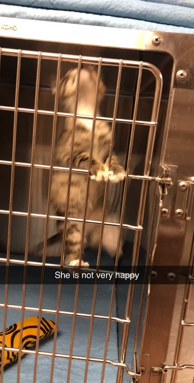 Arya at her first vet visit.