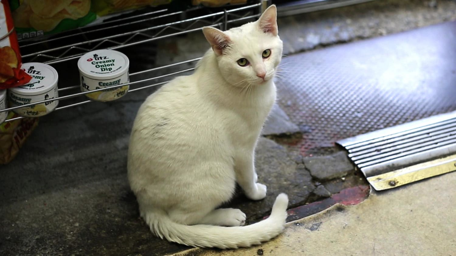 Bodega Cats In Their Own Words: Snowball of Windsor Terrace, Brooklyn | WNYC | New York Public Radio, Podcasts, Live Streaming Radio, News