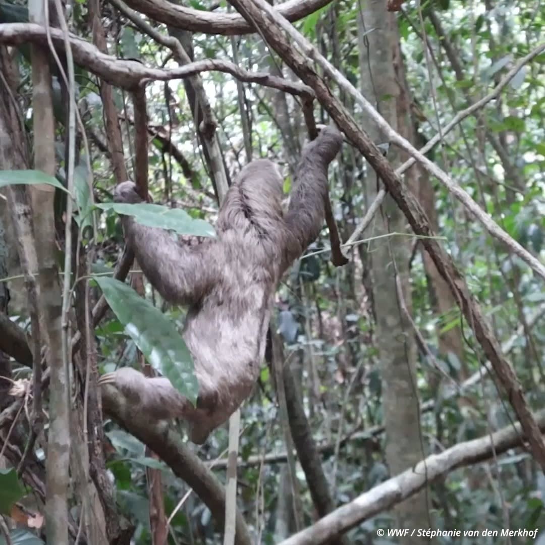 Do you know why sloths move so slowly? It’s because they have an extremely low metabolic rate, which means they move at a sluggish pace through the treetops. Get more facts on this sluggish tree-dweller: