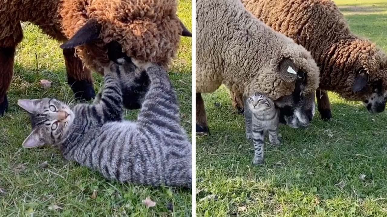 Adorable Kitten Cuddles With Sheep
