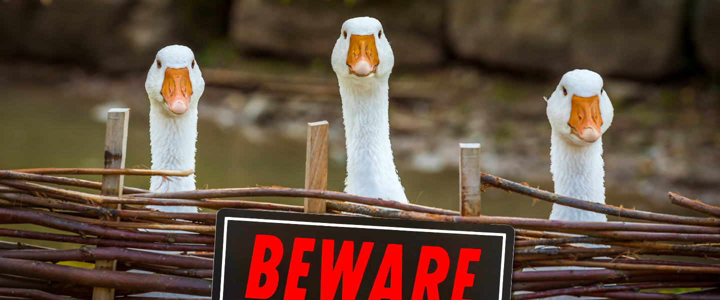 Get a Guard Goose for Your Home and Put an End to Fowl Play