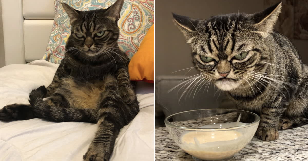 Meet Grumpy Kitzia, A Cat Who's Constantly In A Mood