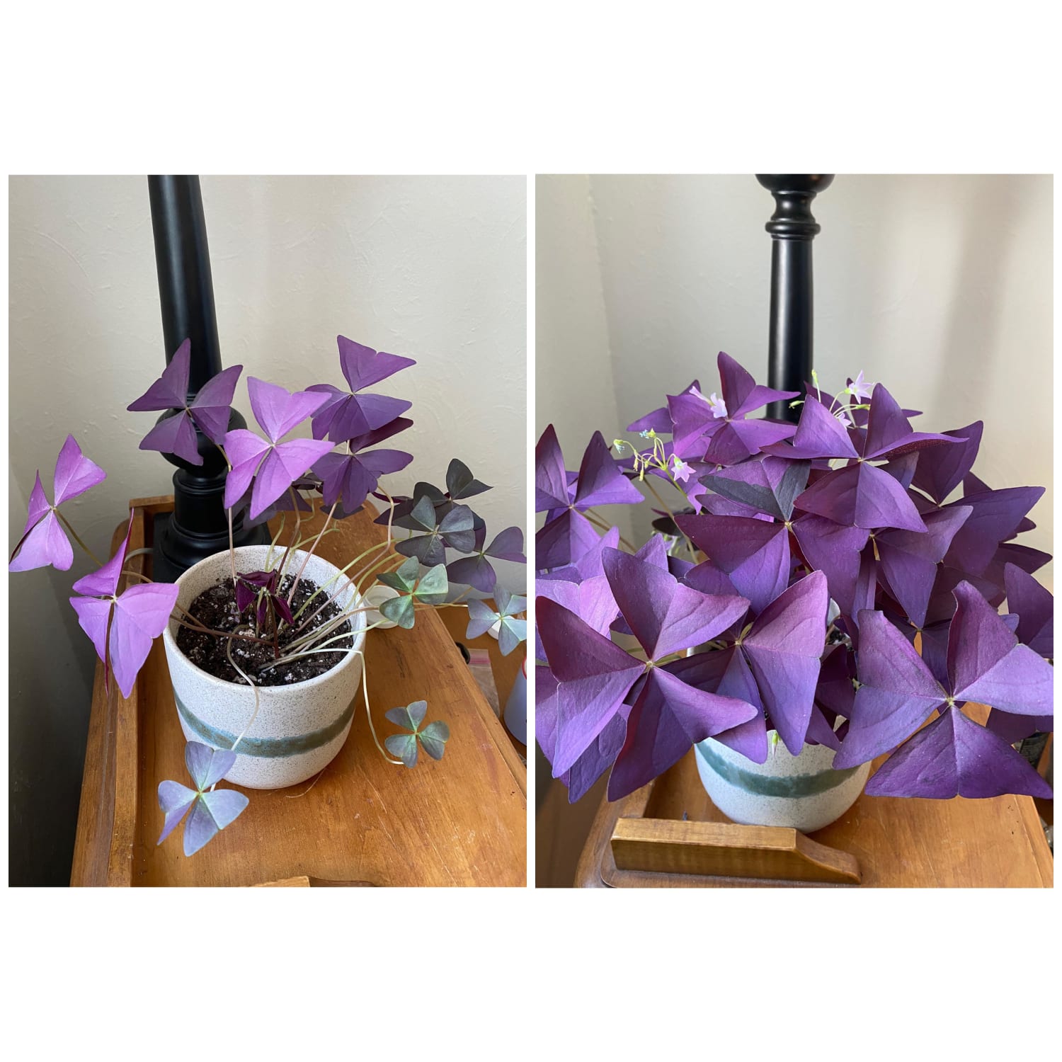 Oxalis growth, June 17th-August 17th. So pleased!!