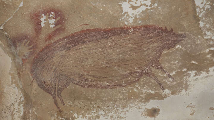 Cave Painting Of Fat-Bellied Pig Is The Oldest Known Figurative Artwork By Humans