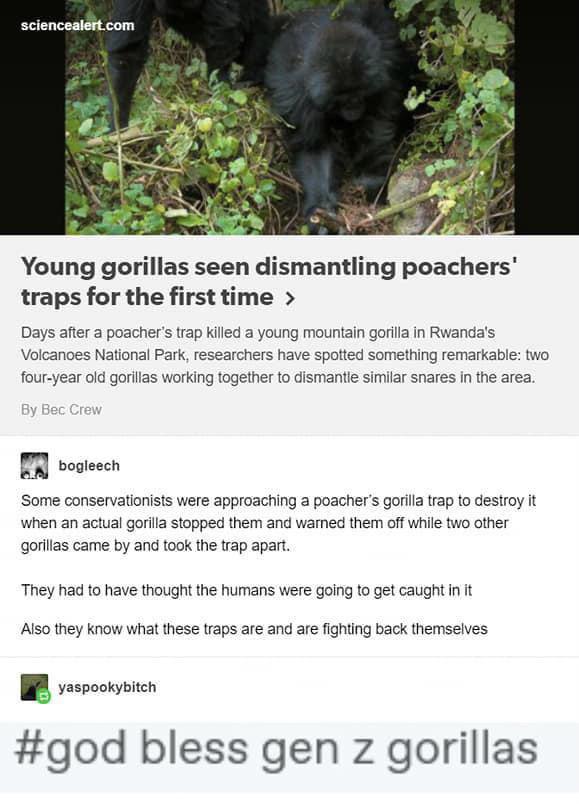 god bless gen z gorillas