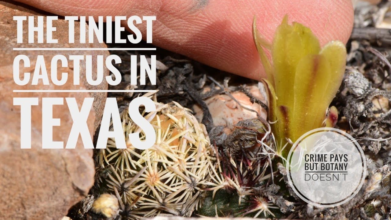The Tiniest Little Cactus In Texas b/w Misdemeanor Brunch