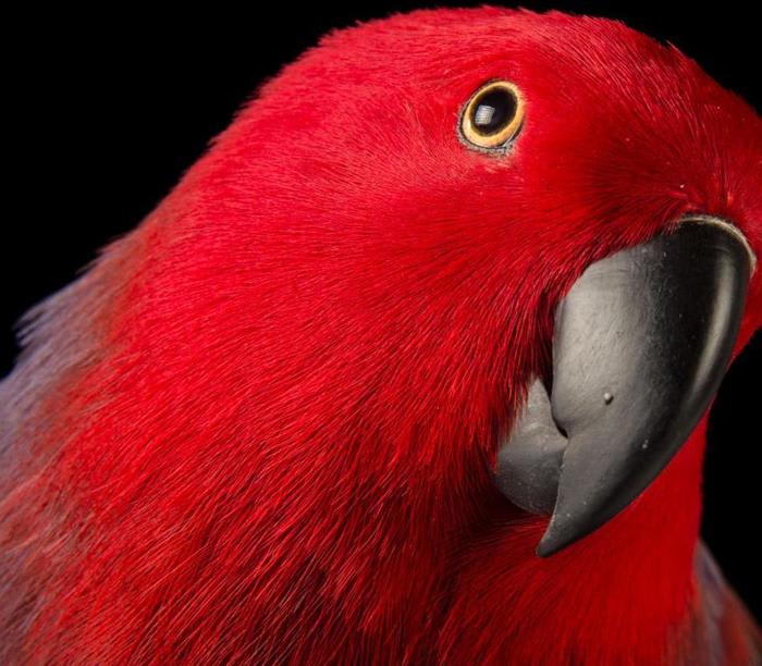 Have Parrots Become Too Popular for Their Own Good?