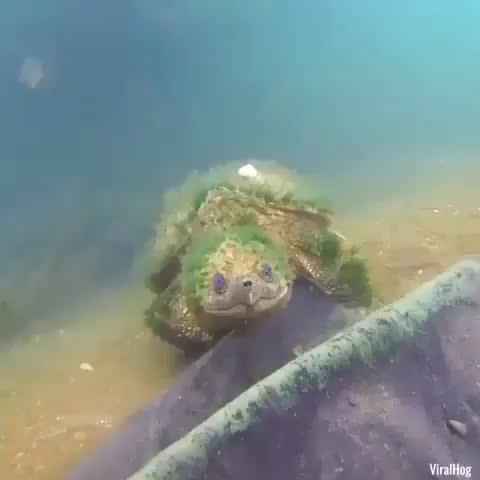 Meet this 90 year old turtle!⁠