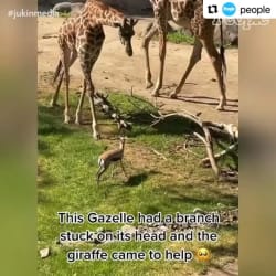 giraffe helps a gazelle that had a branch stuck in its head!