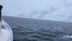 Playing fetch with a beluga whale, with a rugby ball! Credit to u/yourboyfoster.