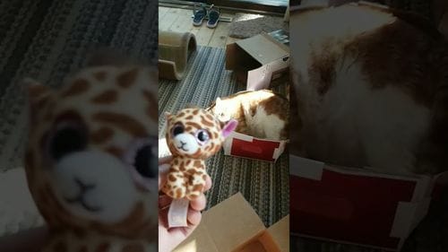 A Swing and a Hit! Watch As Angry Tori Bats Down Toy Mid-Air! [Part of the Tori the Cat Series / I'm Posting a New Video Every Day!]