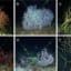 Unlocking the mysteries of deepwater corals to restore the Gulf of Mexico - Scienmag: Latest Science and Health News