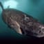 400-year-old shark is the longest-living vertebrate ever