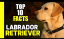 Top 10 Facts About Labrador Retriever