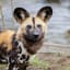African Wild Dogs Can't Take The Heat, Face Extinction From Climate Change - Science Sushi