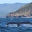California swimmers completely clueless to whale swimming beside them