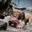 Copenhagen Zoo Kills 4 Lions After Controversial Giraffe Death