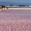 What Are Those Weird, Pink Ponds in San Francisco Bay?