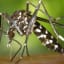 Wearable mosquitos could be the future of diabetes treatment