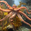 Octopuses Edit Their Genetic Code Like No Other Animal - D-brief