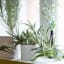 14 Hardy Houseplants That Will Survive the Winter