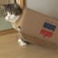 19 Irresistible GIFs of Cats in Boxes