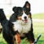Dog Park Rules Every Dog Owner Needs to Know