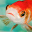 Goldfish Can Get Depressed, Too