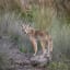 Blue-Eyed Coyote Could Be One in a Million