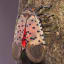 Lanternflies Eat Everything in Sight. The U.S. Is Looking Delicious.