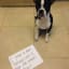30 Dogs being Publicly Shamed by the Owners who Love Them