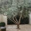 Genius Garden Ideas: 10 Landscapes with Olive Trees