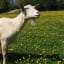 Goats prefer smiling human faces to grumpy ones, study finds