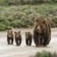 Why These Grizzly-Loving Women Entered a Lottery to Hunt Grizzlies
