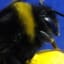 Bumblebees Demonstrate the Power of Insect Brains