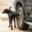 Why Do Dogs Pee On Car Tires?