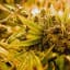 New Zealand just legalized medical marijuana
