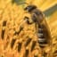 French Ban on Neonicotinoid Pesticides, Which Bees May Find Addictive, Goes Into Effect