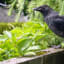 New Caledonian Crows Can Craft Compound Tools, Just Like Higher Primates