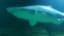 Deep Sea World Sharks Part 1