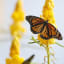 Monarch butterflies are migrating in record numbers, but they are still at risk