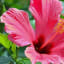 Chinese Hibiscus - Description, Care and Uses